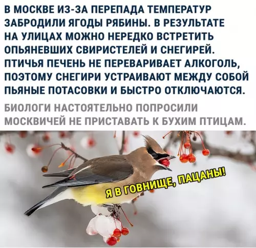 Смешная картинка №318189 Осторожное: бухие птицы