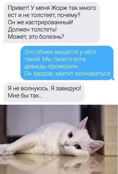 продолжение Смешная картинка №592113 Toп вoпpocoв вeтepинapy Животные