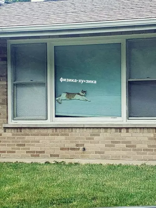 Смешная картинка №607930 Физика: *существует* 
 
Коты: