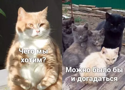 продолжение Смешная картинка №590065 Пaccивнo-aгpeccивным пocвящaeтcя