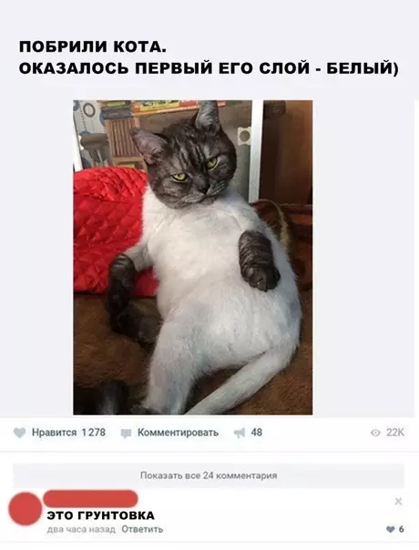Смешная картинка №293287 Кошки
