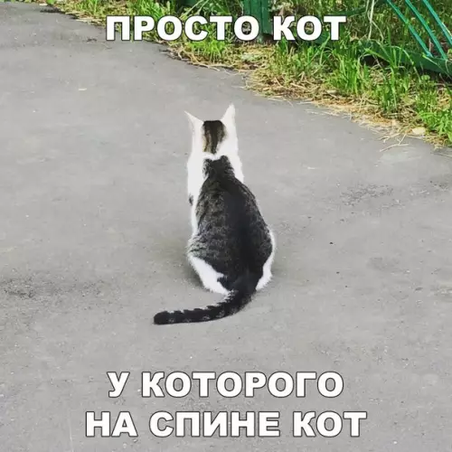 Смешная картинка №205503