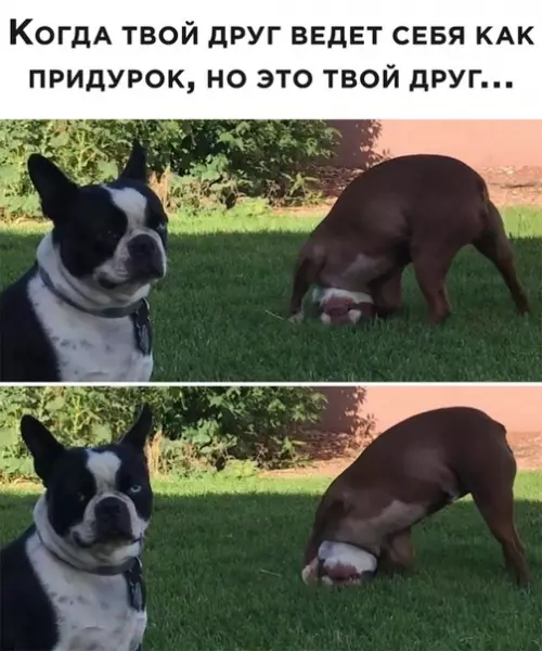 Смешная картинка №506549