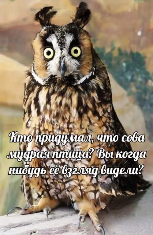 Смешная картинка №560859 Мудрая сова?