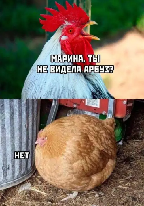 Смешная картинка №729335
