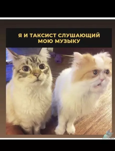 Смешная картинка №365207 такси