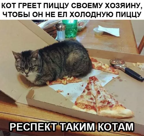 Смешная картинка №699336 Коты 