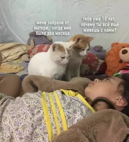 Смешная картинка №556473 Коты и дети кошки
