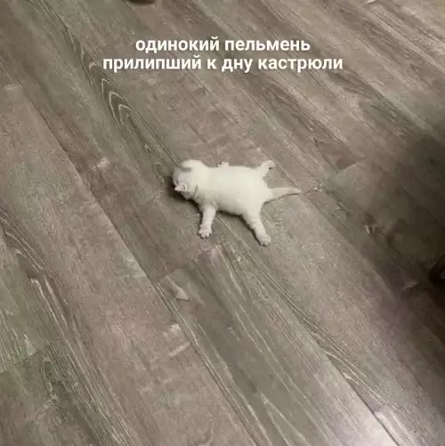 Смешная картинка №600878 Состояние под конец дня:
