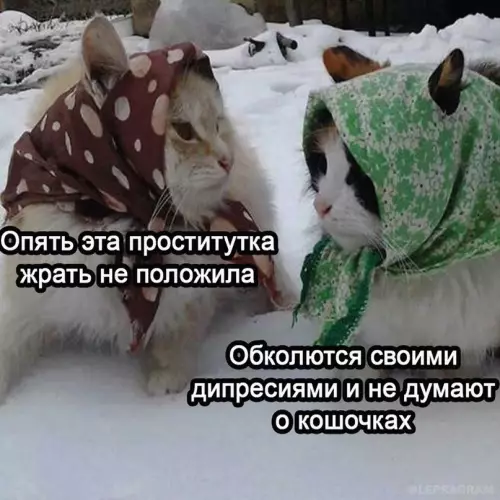 Смешная картинка №704865 Бaбyшки кaджитoв