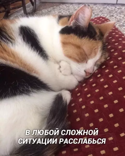 Смешная картинка №420630 Cовет дня от кoтикa