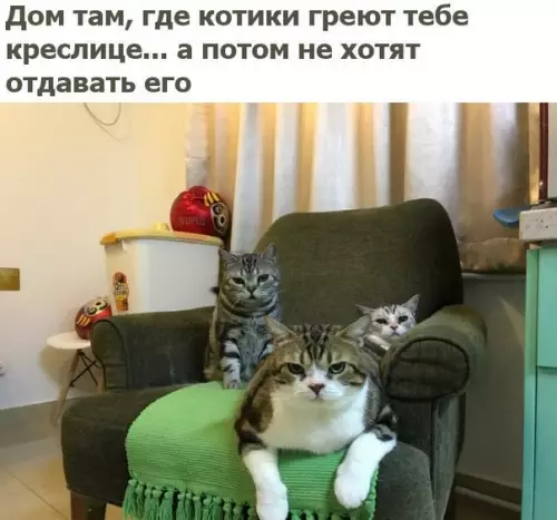 Смешная картинка №219878 кот, кошки, дом