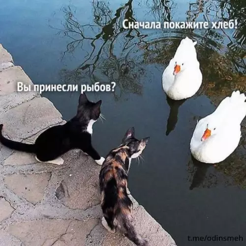 Смешная картинка №696735
