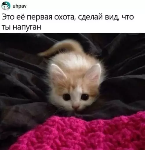 Смешная картинка №666638 коты