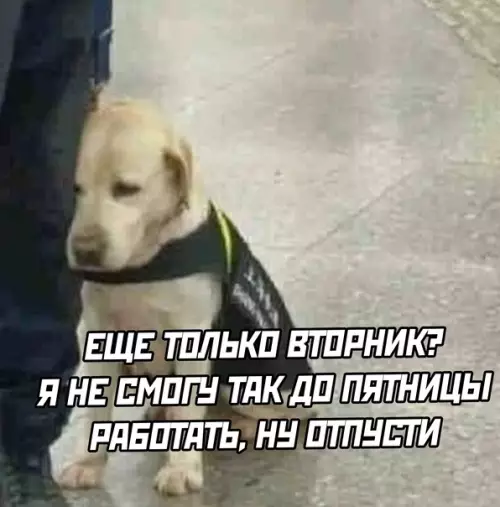 продолжение Смешная картинка №593422 Как мы тебя понимаем, песик...