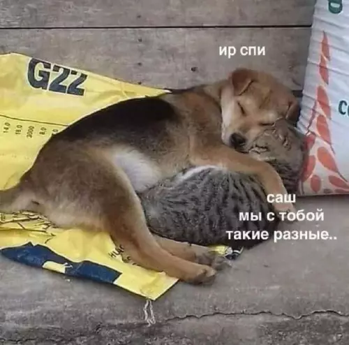 Смешная картинка №722321