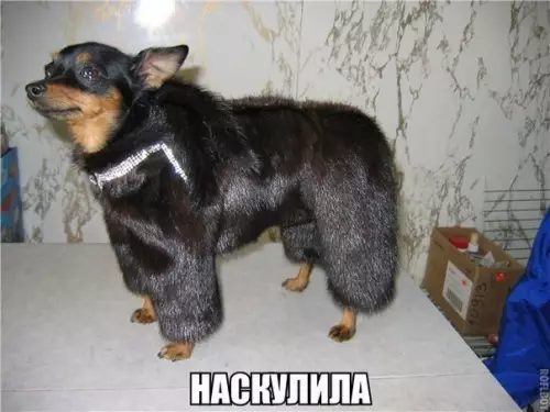 Смешная картинка №208354