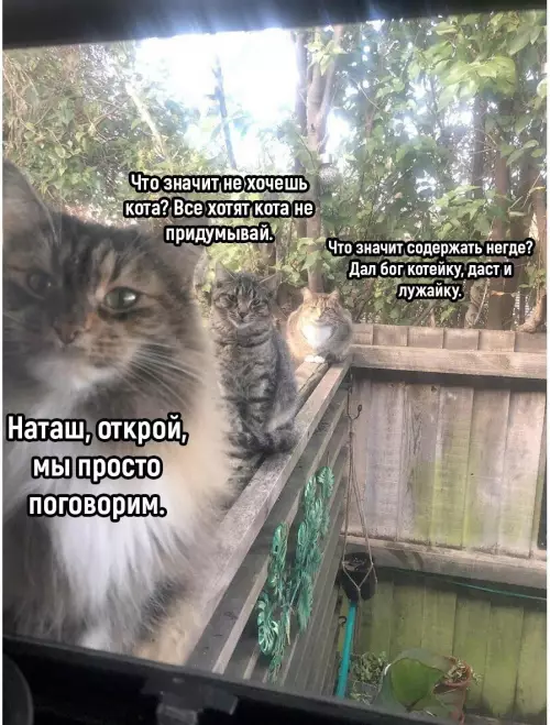 Смешная картинка №782078 Коты