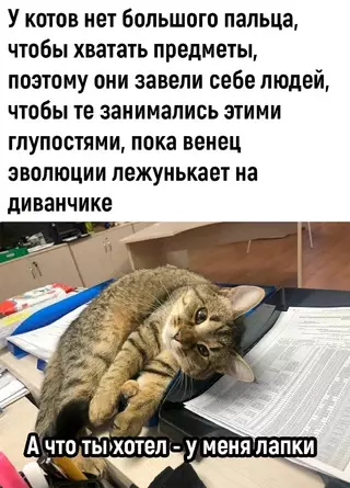 Смешная картинка №676471 Коты