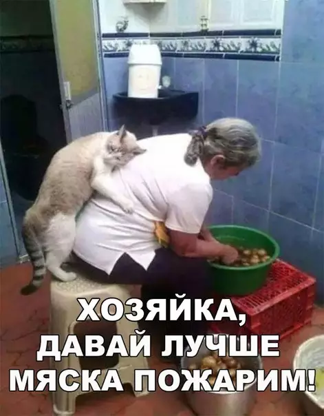 Смешная картинка №250251 кошки, кот