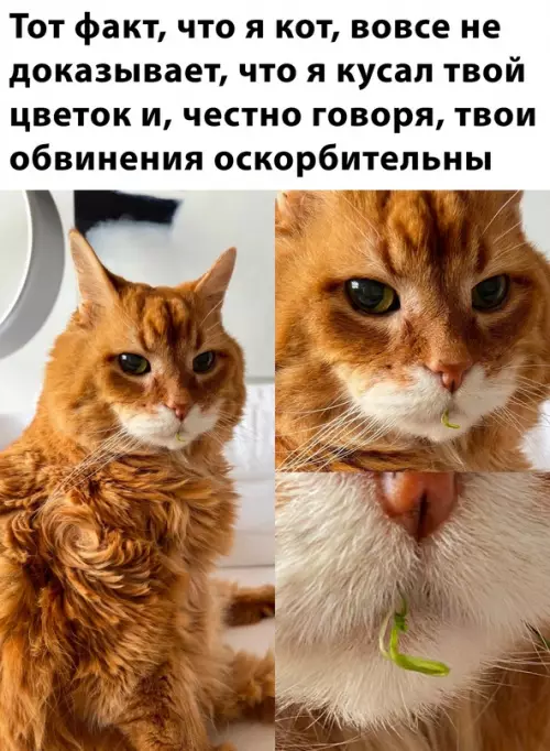 Смешная картинка №676777