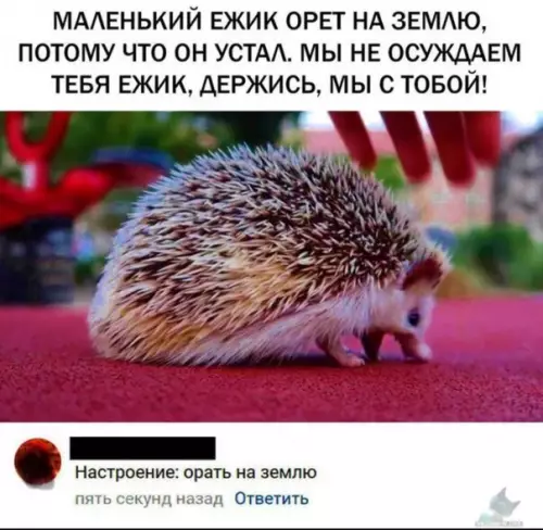 Смешная картинка №318025