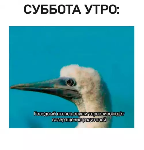 продолжение Смешная картинка №747683