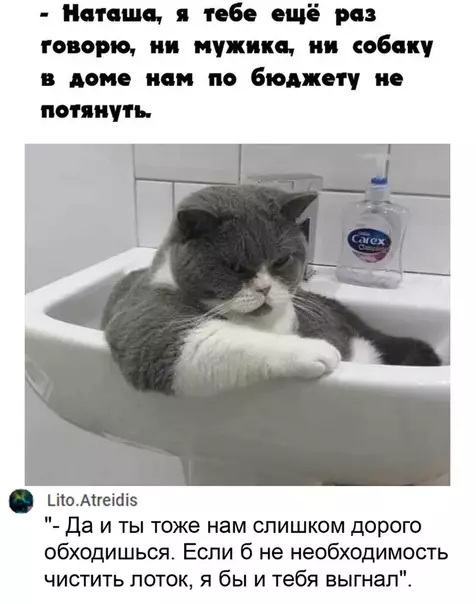 Смешная картинка №536359 Всё уже решено, Наташа. Наташа кошки