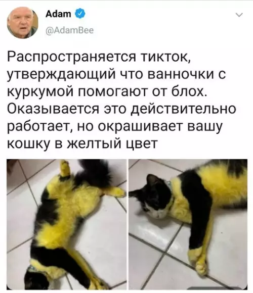 Смешная картинка №606835 кошки