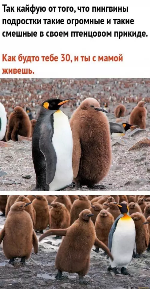 Смешная картинка №660315
