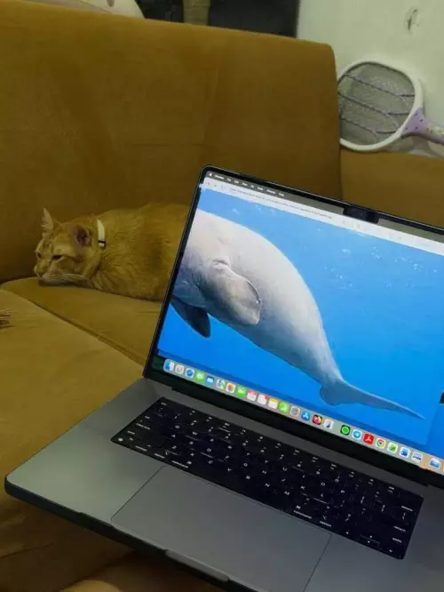 Смешная картинка №798090 настроение: тюленевое