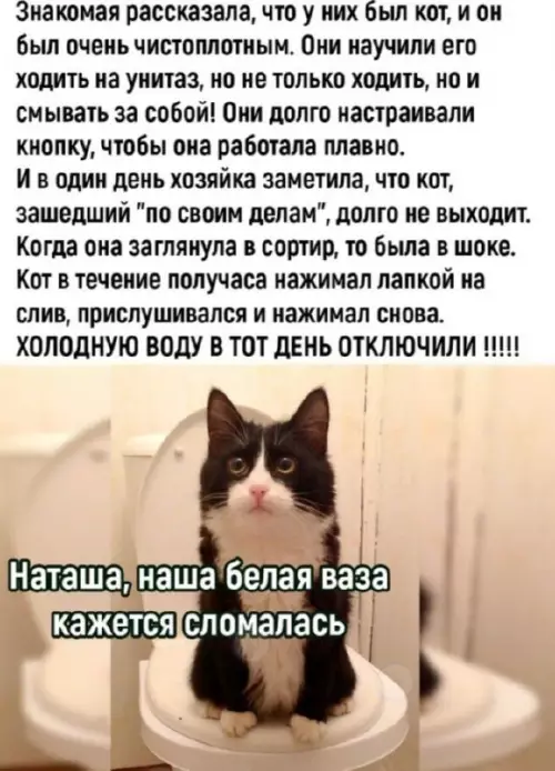 Смешная картинка №699400 Коты