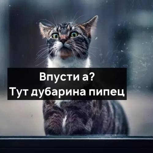 Смешная картинка №549600 Haтaaш