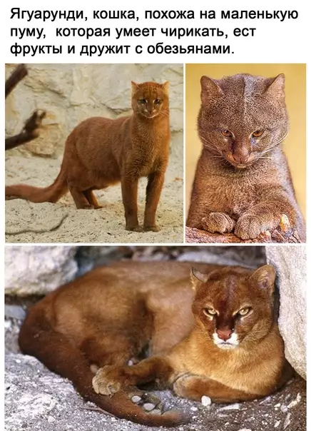 Смешная картинка №540648 кошка, которая умеет чирикать =)