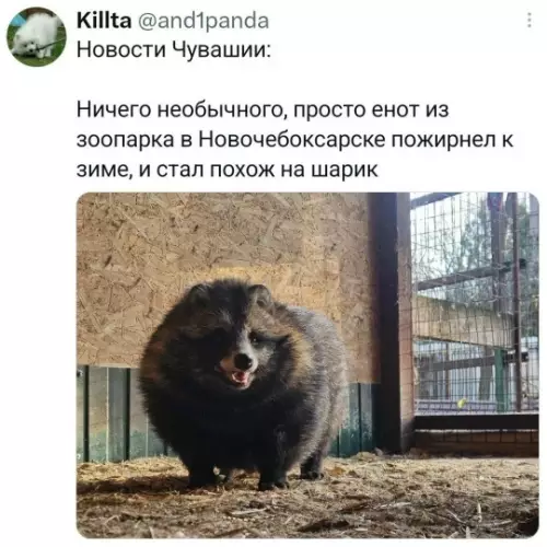 Этот енот просто разрыв! 🦝😂 - Новости Чувашии: Ничего необычного, просто енот из зоопарка в Новочебоксарске