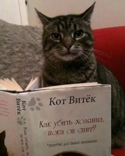 Смешная картинка №280154 Кажется, мой кот что-то задумал... кошки