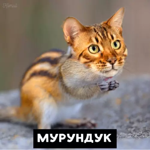 Смешная картинка №411728 Продолжим наши уроки зоологии животные