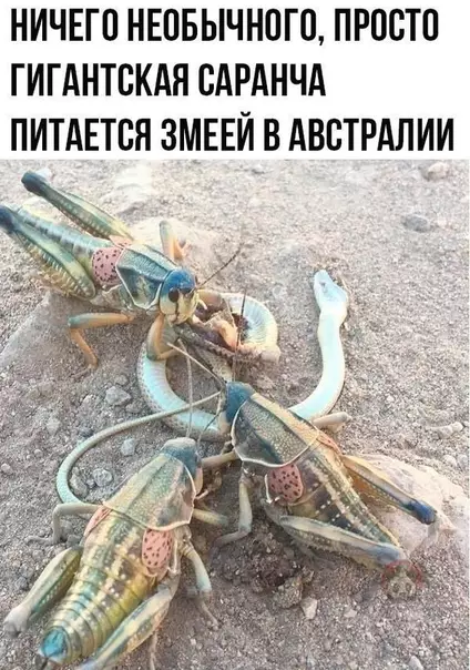 Смешная картинка №507004 Так, в Австралию я точно ни ногой!