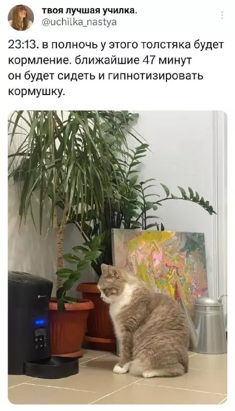 Смешная картинка №697012 Коты 