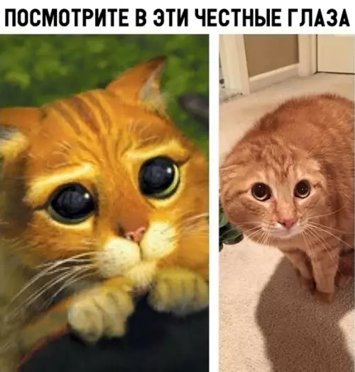Смешная картинка №317909 кошки, кот