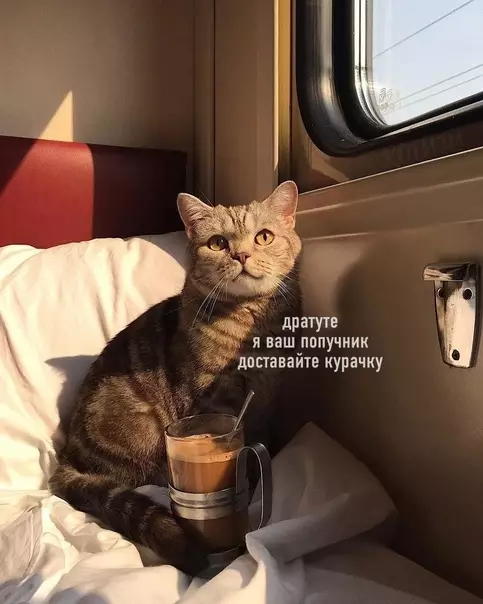 Смешная картинка №593945 Так выглядит идеальный попутчик коты, поезда