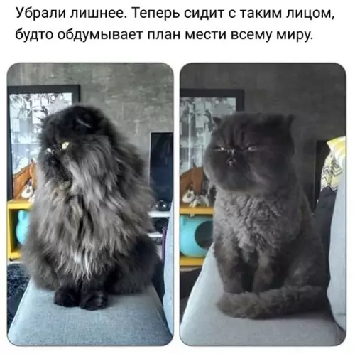 Смешная картинка №303504 У котиков просто не бывает ничего лишнего