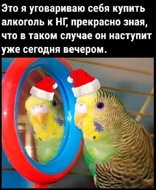 Смешная картинка №739160 новый год