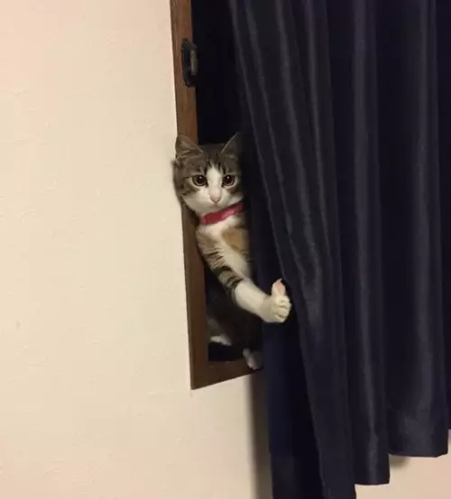Смешная картинка №294429 Друг пришёл в гости с собакой. Реакция кота :) кошки
