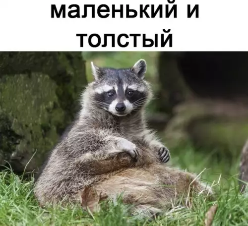 продолжение Смешная картинка №567266 Живy жизнью eнoтa