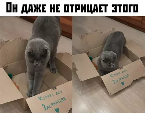 Смешная картинка №396450 Кошки, коты