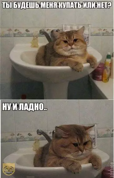 Смешная картинка №318217 коты