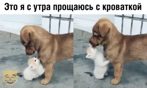 Смешная картинка №379425 #приколы #картинки #мемы ?