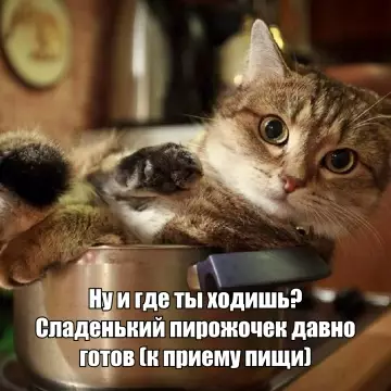 Кот ждет еду - Ну и где ты ходишь? Сладенький пирожочек давно готов к