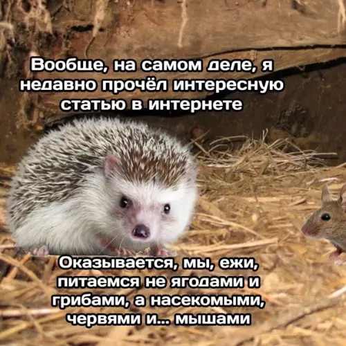 продолжение Смешная картинка №589472 The Norka